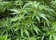 Imagen corporativa en tonos verde oscuro y azul, con plantas de cannabis en interior bajo luz artificial, una balanza de justicia en primer plano y estilo profesional. Texto: “¿Cuándo NO es delito? · Plantación marihuana