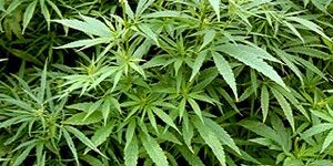 Imagen corporativa en tonos verde oscuro y azul, con plantas de cannabis en interior bajo luz artificial, una balanza de justicia en primer plano y estilo profesional. Texto: “¿Cuándo NO es delito? · Plantación marihuana Imagen corporativa en tonos verde oscuro y azul, con plantas de cannabis en interior bajo luz artificial, una balanza de justicia en primer plano y estilo profesional. Texto: “¿Cuándo NO es delito? · Plantación marihuana