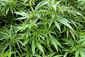 Imagen corporativa en tonos verde oscuro y azul, con plantas de cannabis en interior bajo luz artificial, una balanza de justicia en primer plano y estilo profesional. Texto: “¿Cuándo NO es delito? · Plantación marihuana Imagen corporativa en tonos verde oscuro y azul, con plantas de cannabis en interior bajo luz artificial, una balanza de justicia en primer plano y estilo profesional. Texto: “¿Cuándo NO es delito? · Plantación marihuana