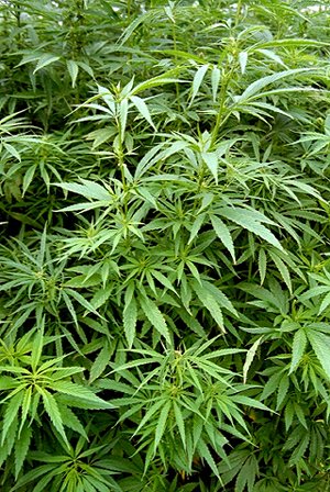 Imagen corporativa en tonos verde oscuro y azul, con plantas de cannabis en interior bajo luz artificial, una balanza de justicia en primer plano y estilo profesional. Texto: “¿Cuándo NO es delito? · Plantación marihuana
